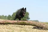 SCHIPPERKE 129